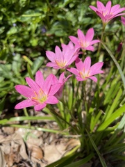 Zephyranthes carinata