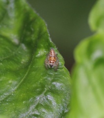 Hyllus