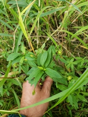Lysimachia hybrida