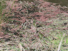 Azolla rubra