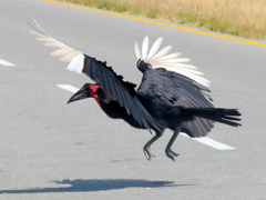 Bucorvus leadbeateri