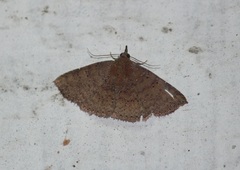 Lepidoptera