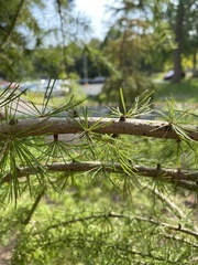 Larix laricina