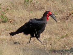 Bucorvus leadbeateri