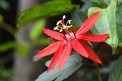 Passiflora vitifolia
