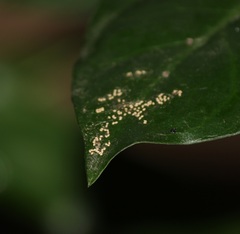 Insecta