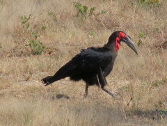 Bucorvus leadbeateri