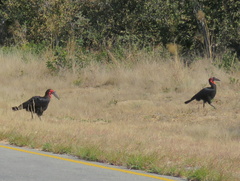 Bucorvus leadbeateri