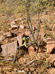 Albuca cooperi