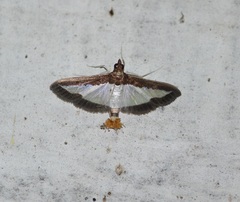 Diaphania indica