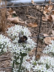 Paradejeania rutilioides