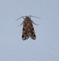 Noctuidae