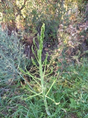 Asparagus officinalis