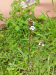 Verbena carolina