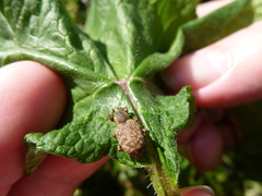 Otiorhynchus singularis