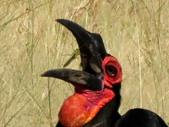 Acrididae