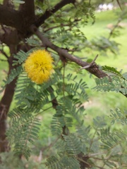 Vachellia caven