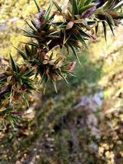 Cliffortia ruscifolia