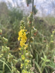 Agrimonia eupatoria