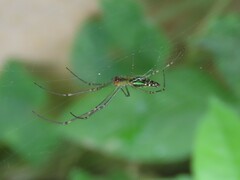 Leucauge decorata