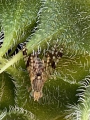 Neotephritis finalis