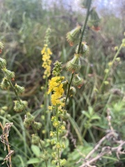 Agrimonia eupatoria