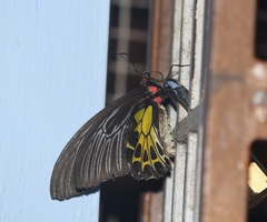 Troides minos