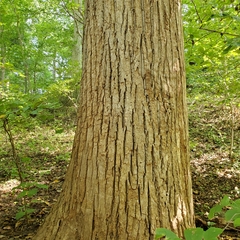 Liriodendron tulipifera