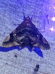 Euclystis guerini