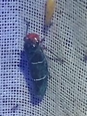 Amblyscarta ruficeps