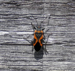 Lygaeus kalmii angustomarginatus