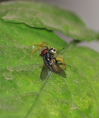 Salticinae
