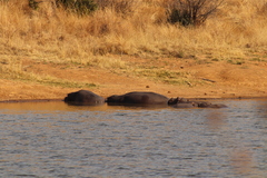 Hippopotamus amphibius