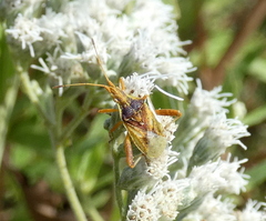 Harmostes reflexulus