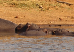 Hippopotamus amphibius
