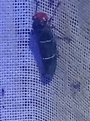 Amblyscarta ruficeps