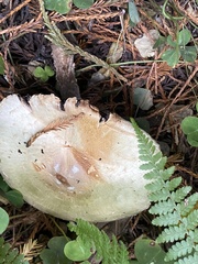 Russula cerolens
