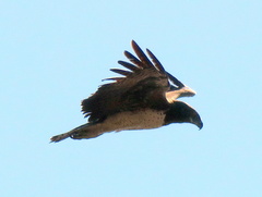 Polemaetus bellicosus