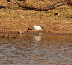 Threskiornis aethiopicus
