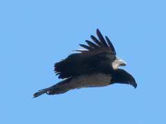 Polemaetus bellicosus