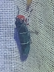 Amblyscarta ruficeps