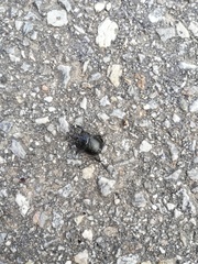 Typhaeus typhoeus