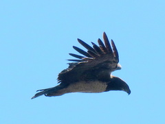 Polemaetus bellicosus