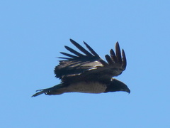 Polemaetus bellicosus