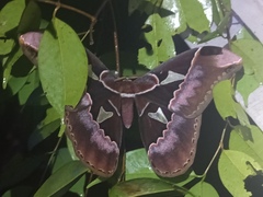 Rothschildia aurota