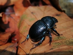 Anoplotrupes
