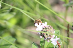 Apis mellifera scutellata