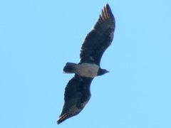 Polemaetus bellicosus