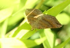 Scotopteryx chenopodiata