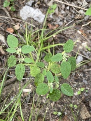 Croton monanthogynus